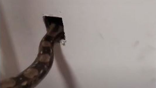 La serpiente fumigadora: elimina una plaga de 10 ratas en un minuto