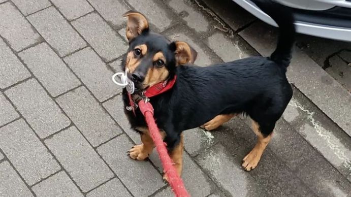 Coco, el perro varado en Ezeiza, será vacunado contra la rabia y hará la cuarentena en el aeropuerto
