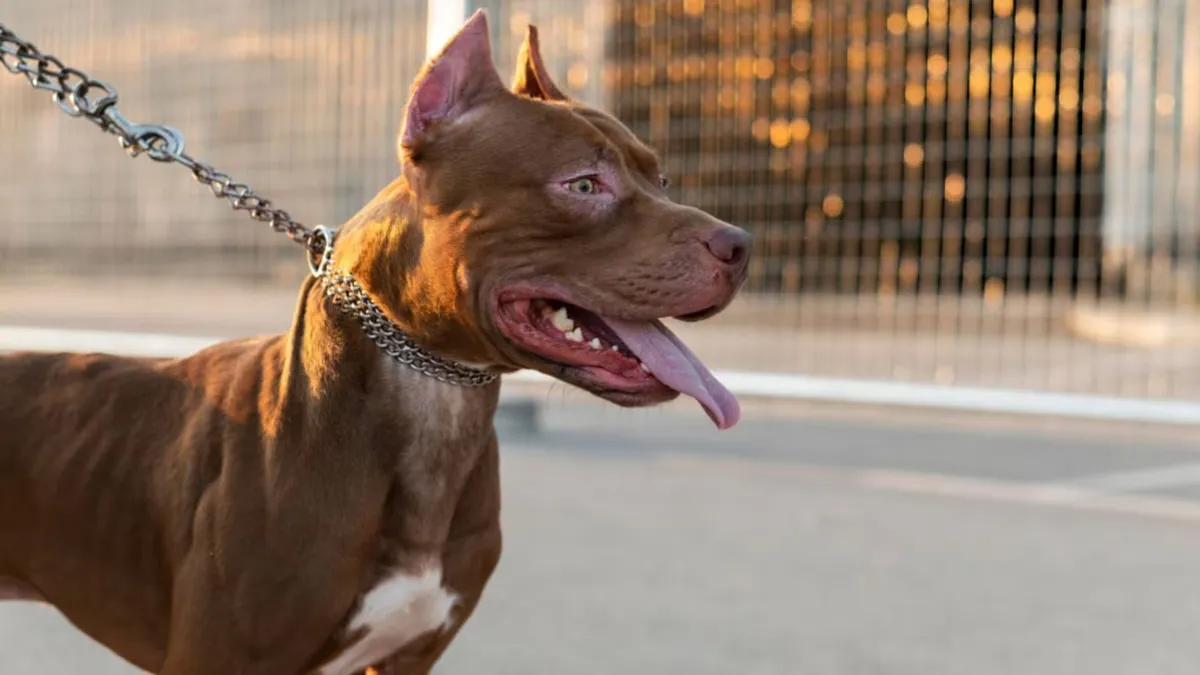 Ataque con pitbull a polic&iacute;as en C&oacute;rdoba: la estrategia de una mujer para no ser detenida.&nbsp;