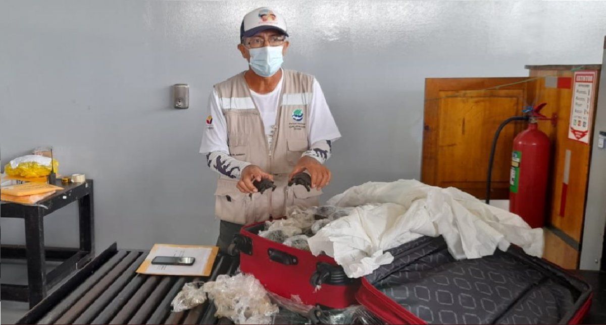 En el aeropuerto de las Islas Galápagos encontraron las 185 tortugas bebé. El tráfico de fauna silvestre se pena con 1 a 3 años de prisión.