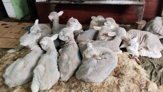 La historia del productor que sacó las frazadas de su cama para salvar a sus corderos y le mandó un mensaje a los veganos