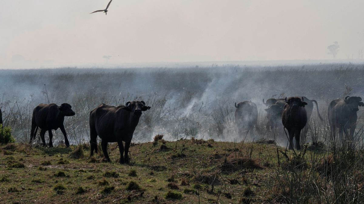 De a poco se avanza en el control del fuego en Corrientes.&nbsp;