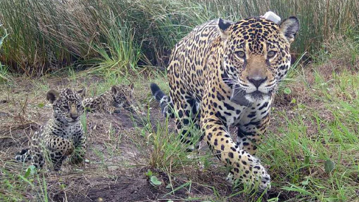 Caza ilegal: mataron y cuerearon a uno de los cinco yaguaretés que había en Formosa. I