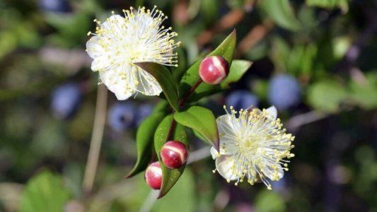Plantas de la Patagonia: las 5 especies destacadas