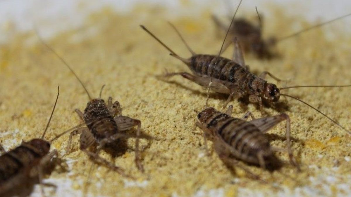 Alimentos del futuro: la harina de grillo que España ya produce y cambiará lo que comemos Alimentos del futuro: la harina de grillo que España ya produce y cambiará lo que comemos