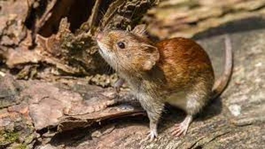 Murió una niña de 8 años por hantavirus en Chubut, ¿qué es, cuáles son los síntomas y cómo se transmite?