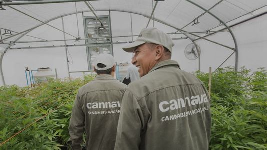 Cannabis: nominan a una empresa argentina como la mejor de Latinoamérica