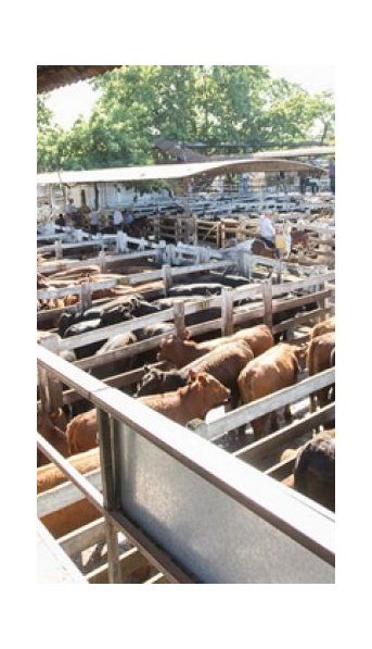 El coronavirus cambia la operatoria del mercado de Liniers
