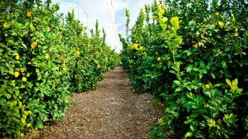 Exportaciones: los detalles del primer embarque de limones desde Tucumán hasta Vietnam