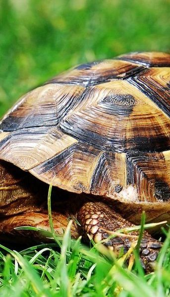 Una tortuga logró subir un muro y fue furor en las redes