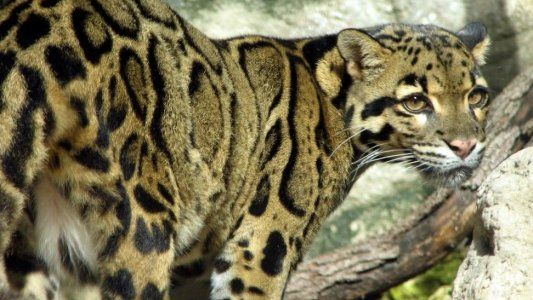 ¿Los volveremos a ver? Animales extintos que no conocías