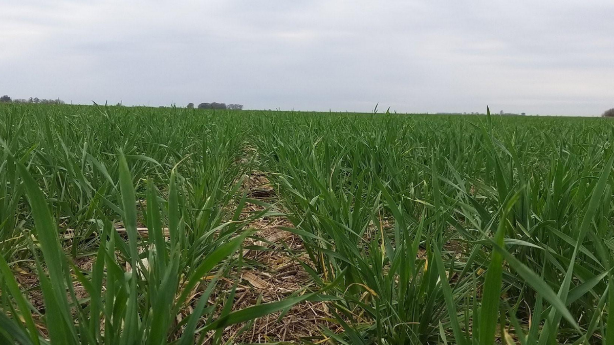 Lluvias mejoraron las reservas de agua en el oeste agrícola, pero continúa alto el riesgo de déficit hídrico en gran parte del país