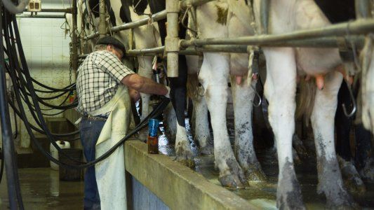 El buen tambo: definieron cuáles son las provincias con leche de mejor calidad