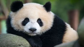Meng Lan, como se conoce al panda, tiene seis años y fue captado en el momento exacto en el que se disponía a trepar y asomaba la cabeza por la pared mientras los turistas impactados trataban de filmarlo y no perderse lo que estaba a punto de suceder con el animal.