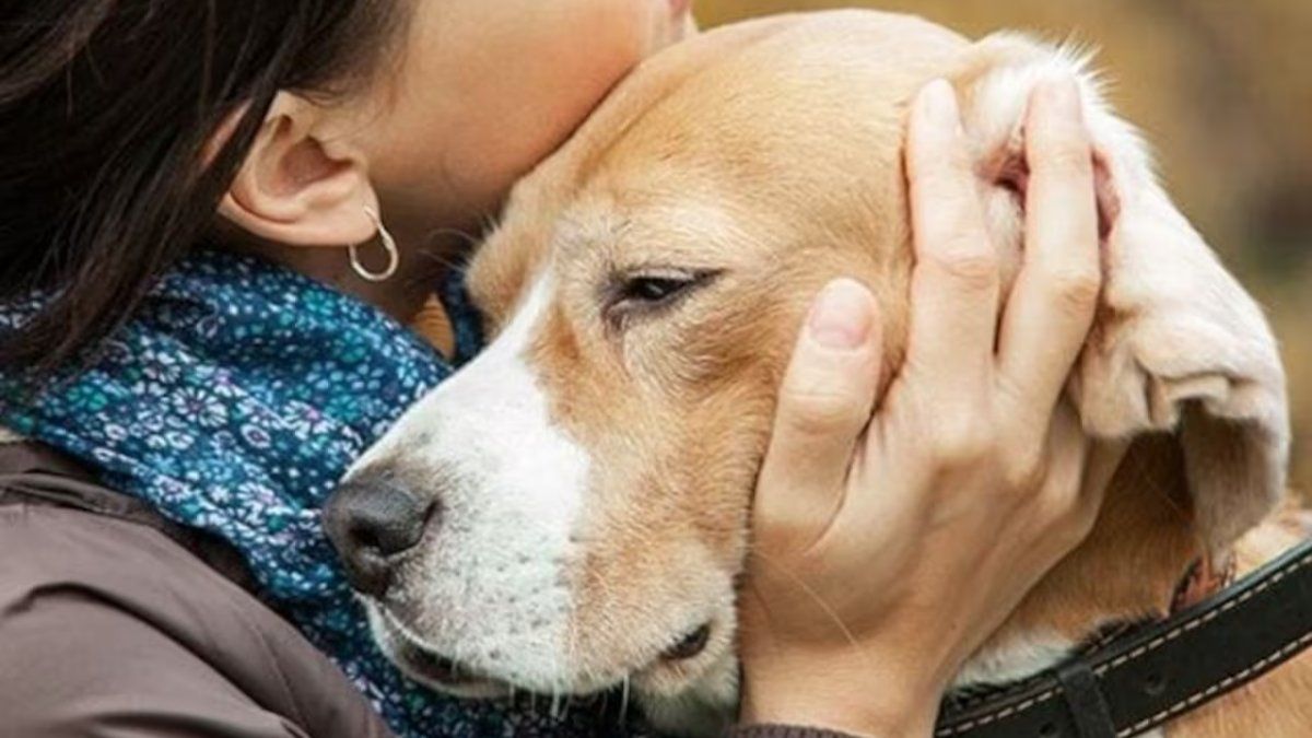 Abrazar a tu mascota fallecida en sueños es un reencuentro lleno de amor y consuelo. Foto: sueño/internet.