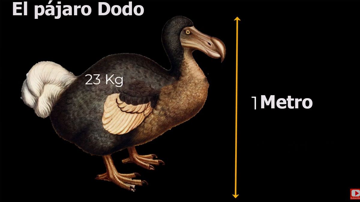 Mientras el proceso de revivir al pájaro Dodo sigue adelante ...