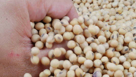 Efecto Bayer: ¿Más empresas buscan salir del negocio de la soja?