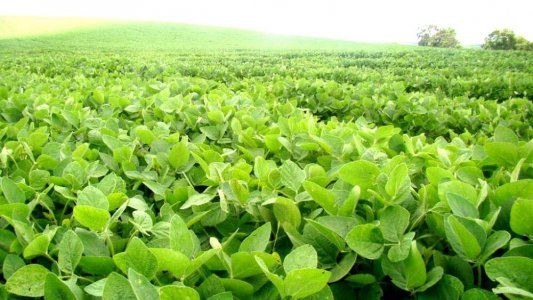 Sorteando la crisis: sexta suba consecutiva del precio internacional de la soja