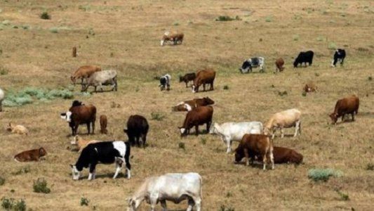 Sequía: en Santa Fe ya hay resiembra y se renueva el debate por la utilidad de la emergencia agropecuaria