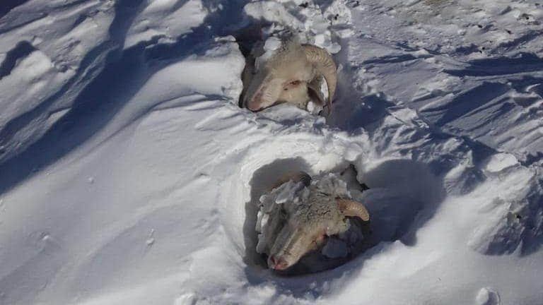 Declaran la emergencia agropecuaria en Santa Cruz por fuertes nevadas