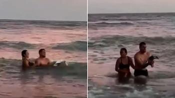 Video: una pareja retiró un pingüino del mar para tomarse fotos y generó indignación