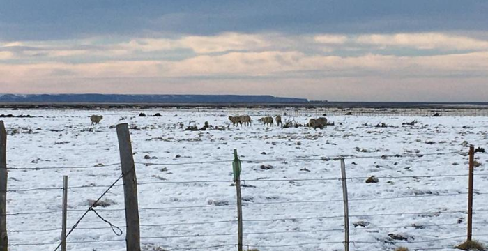 Basterra declara la emergencia agropecuaria por las fuertes nevadas en la Patagonia