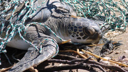 Más del 80% de los residuos encontrados en las playas bonaerenses son plásticos
