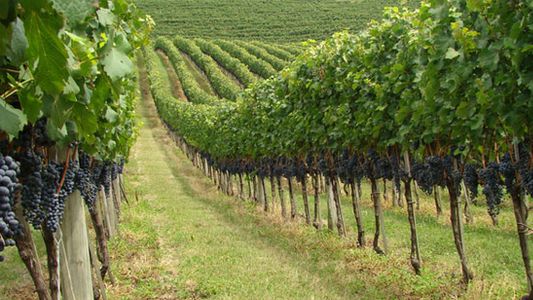 Los detalles del impacto que tendrá el DNU de Milei en la vitivinicultura