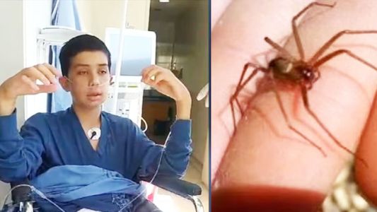 El niño milagroso que fue picado por una peligrosa araña y sobrevivió a cuatro muertes clínicas