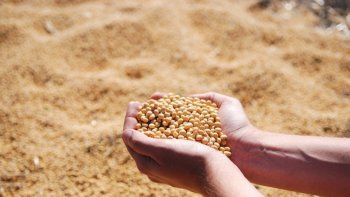 ¿Conocés Soya, la criptomoneda del agro?