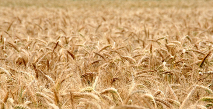 El precio del trigo sigue en alza en Chicago y llega al máximo desde octubre de 2013