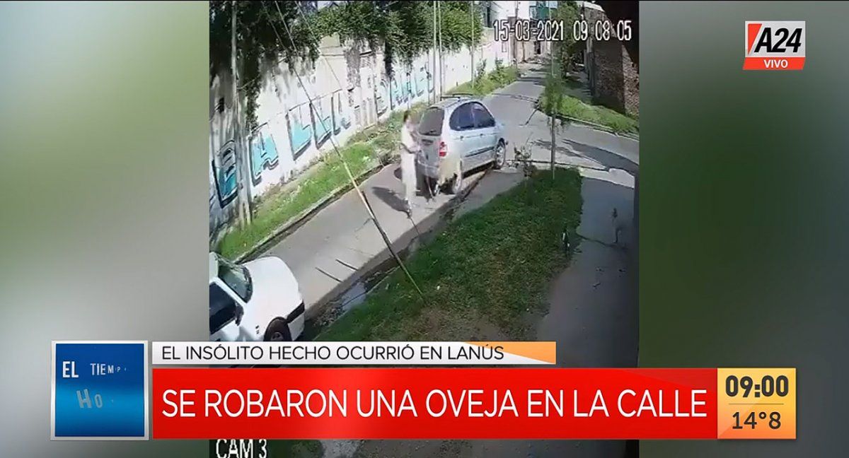 Así un conductor se robó una oveja en Lanús. (Captura de Tv)