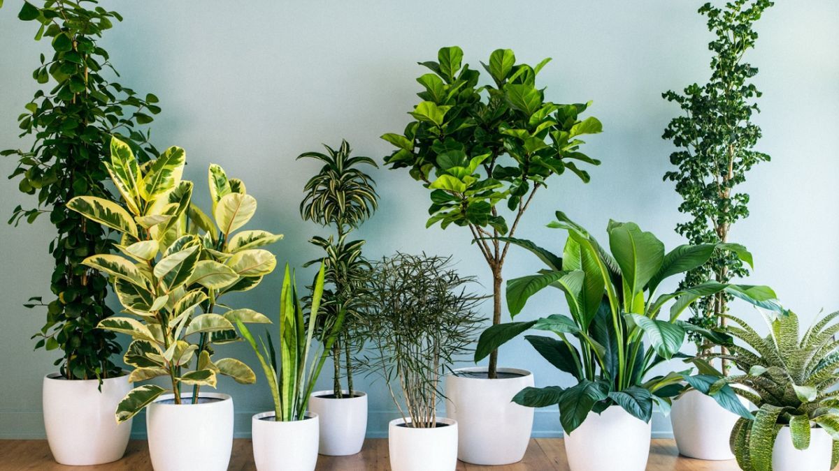 El truco para plantas que funcionar&aacute; todo el a&ntilde;o: la canela es la clave.