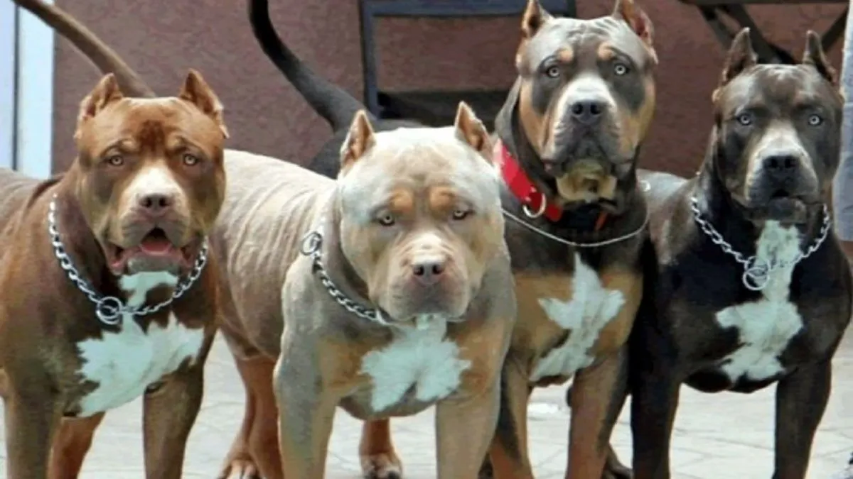 Una jauría de pitbulls atacó a dos hermanos en Neuquén. (foto: archivo)