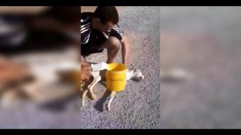 un joven le hizo maniobras de reanimacion a un perro callejero y lo salvo