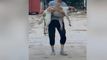 Joven cargó a perrito mestizo en sus brazos para no dejarlo morir así