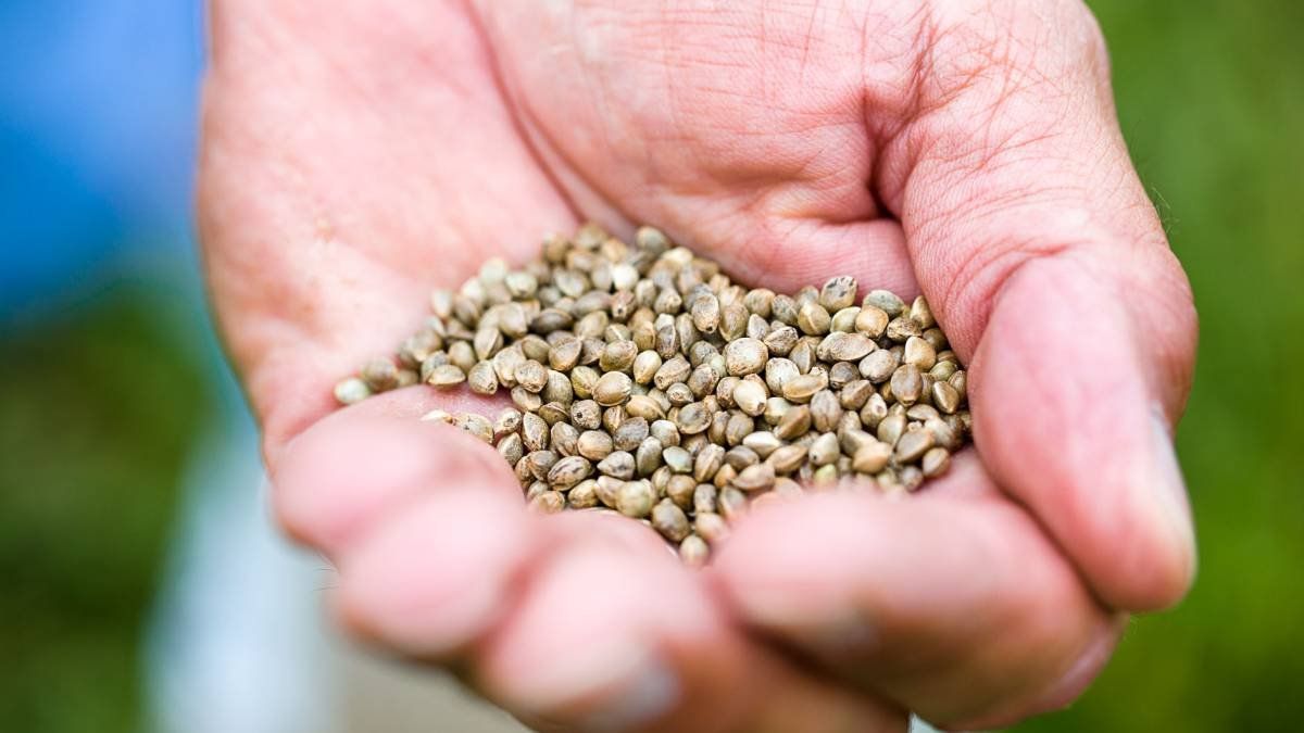 Las semillas para el agro en Argentina: empresas buscan expandirse en el mercado local. 