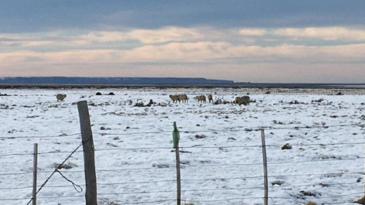 Basterra declara la emergencia agropecuaria por las fuertes nevadas en la Patagonia