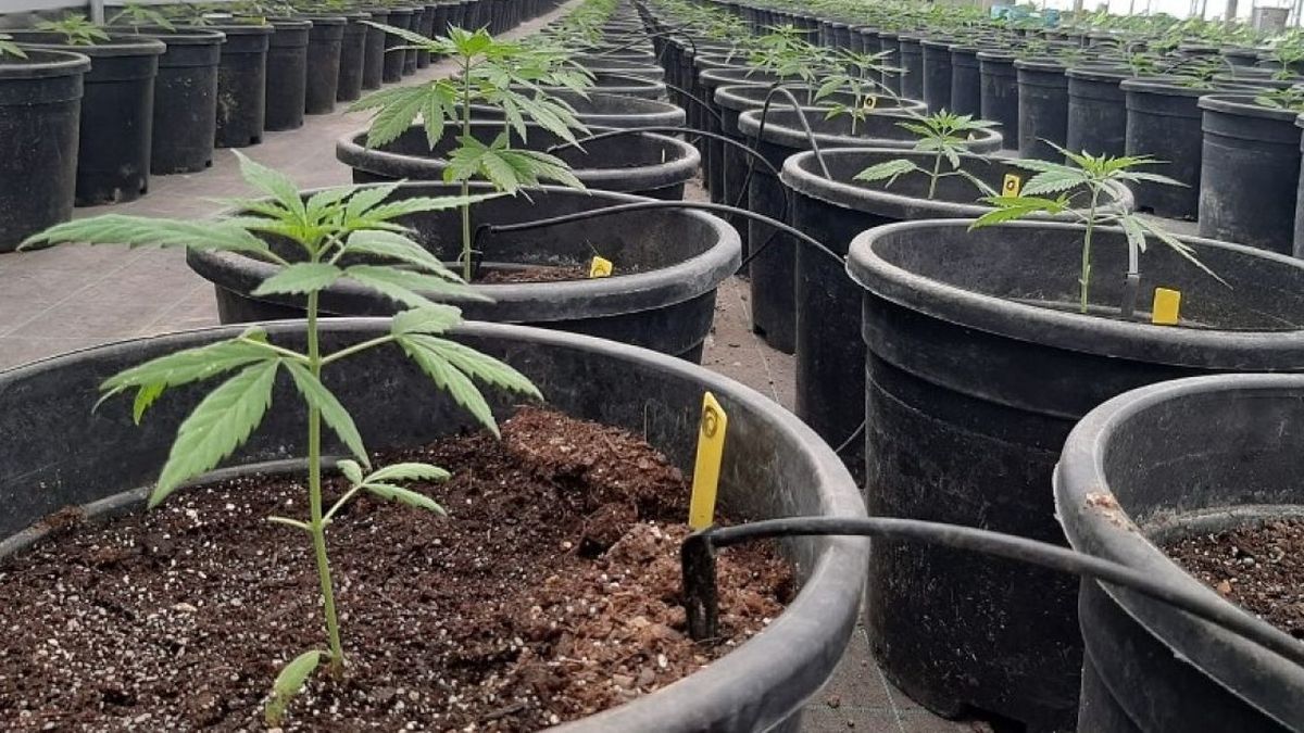 El camino hacia el desarrollo sostenible de la industria del cannabis en Argentina está marcado por desafíos y oportunidades