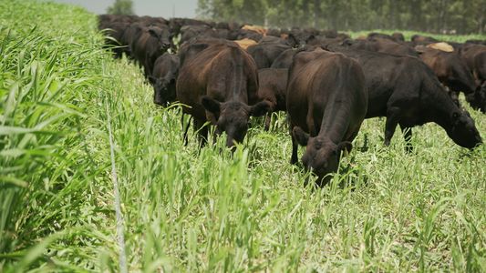 Sorgo forrajero: lanzaron un híbrido de punta para combatir malezas