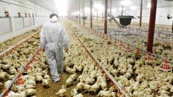 Realizan muestreos sanitarios sobre la producción avícola del norte bonaerense