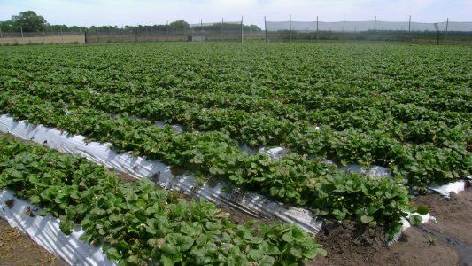 Duro golpe a las frutillas de Coronda: hablan de $500 millones en pérdidas por la sequía del Paraná