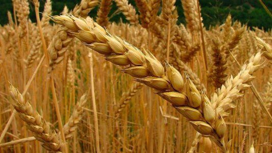 Las lluvias mejoran la situación de la cebada en diferentes zonas productivas del país