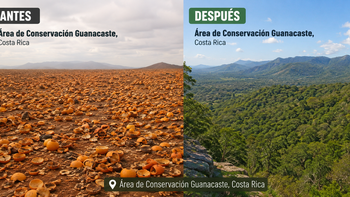 Fracasaron al replantar un bosque infértil con 12.000 cáscaras de naranja: 16 años después nadie reconoció el paisaje