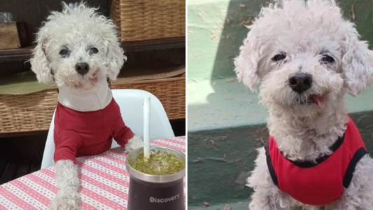 Murió Marcelito, el caniche famoso por tener la lengua afuera: el conmovedor mensaje de su dueña