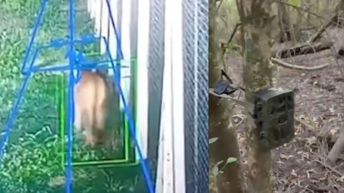 Un puma fue captado por cámaras en un barrio privado y genera alerta. (Foto: A24.com)