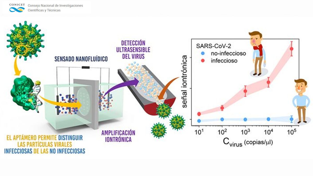Durante la pandemia, el CONICET diseñó un set para el análisis de cuándo una persona infectada dejaba de contagiar la enfermedad. (Foto: CONICET)