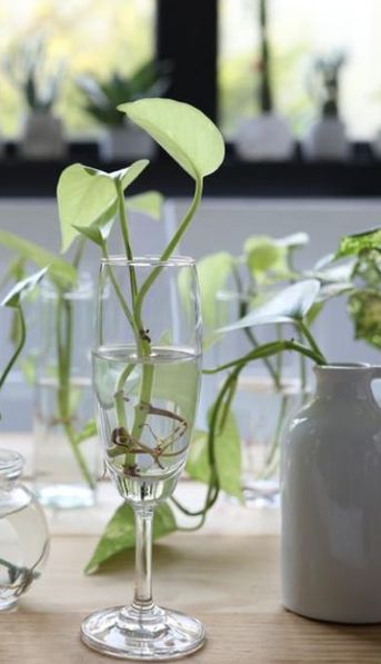 Ni tierra ni macetas: las plantas de interior que son tendencia y pueden crecer solo en agua
