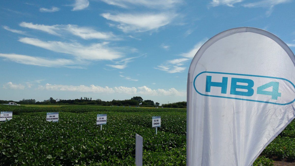 La soja HB4 y sus derivados podrá ingresar a China