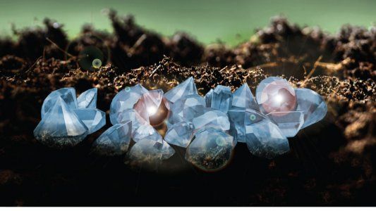 Los productores contra las malezas: presentan la gema del Flumioxazín